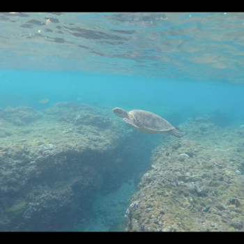 Schildpadden in overvloed om tussen te zwemmen op Liuqu Island. Dit op één uurtje rijden van Kaohsiung.